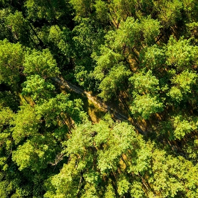 Bærekraft skog.jpg
